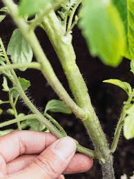 The Tomato Stems: Economic Importance, Uses, and By-Products The Tomato Stems: Economic Importance, Uses, and By-Products