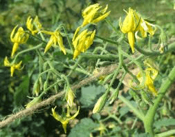 The Tomato Inflorescence: Economic Importance, Uses, and By-Products ...