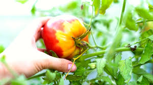 The Tomato Peduncle: Economic Importance, Uses, And By-products 