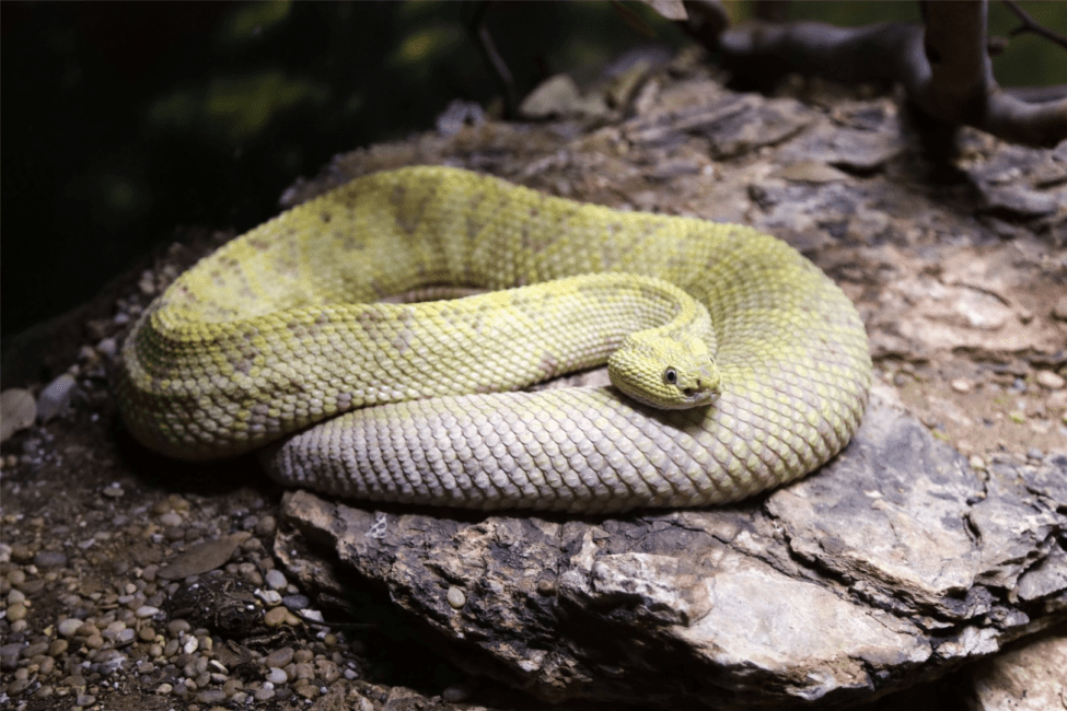 21 Different Types of Rattlesnakes