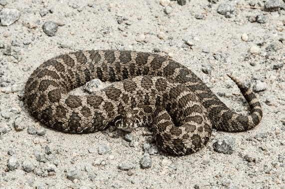 21 Different Types of Rattlesnakes
