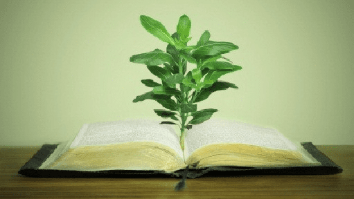 List of 23 Healing Herbs in the Bible