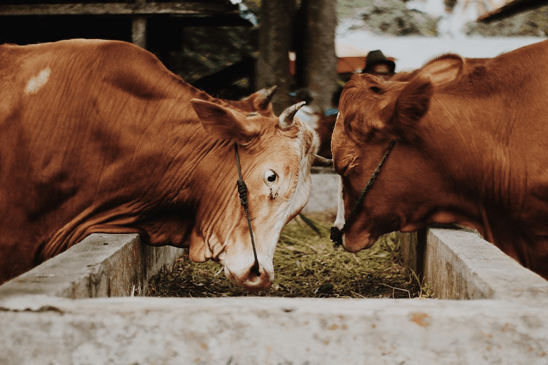 Problems of Animal Feedstuff Availability and Adulteration