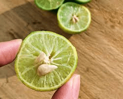 The Lime Seeds: Economic Importance, Uses, and By-Products The Lime Seeds: Economic Importance, Uses, and By-Products