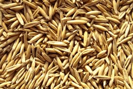 The Oat Kernels: Economic Importance, Uses, and By-Products