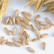The Oats Seeds: Economic Importance, Uses, and By-Products