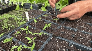 Preparation and Management of Nursery