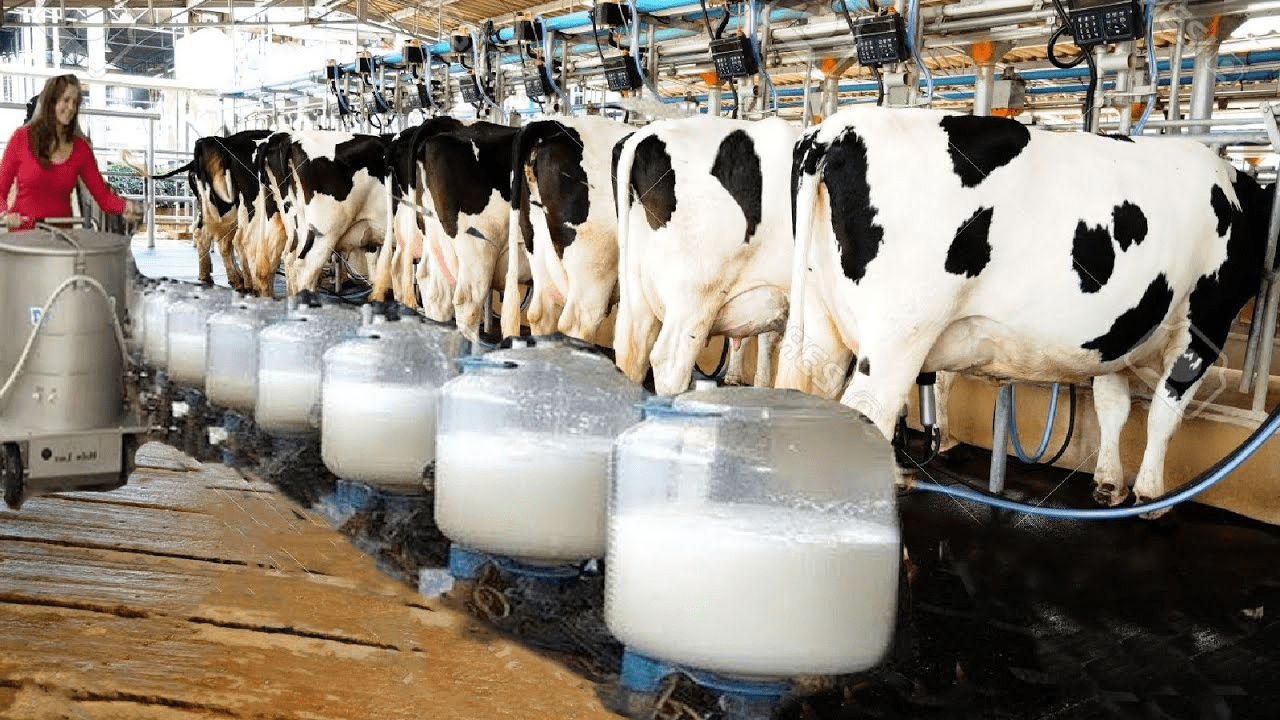 Milking Process in a Diary Farm