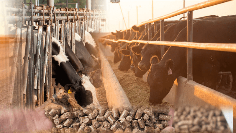 Ruminants Feeding Materials and Classification of Feedstuffs