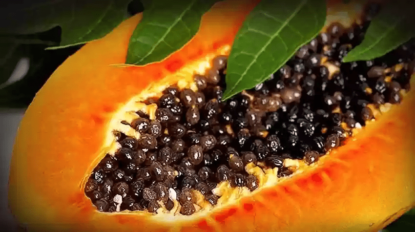 Pawpaw (Carica Papaya): Uses and Growing Guide