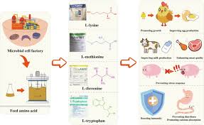 How to Make a Balanced Fish Feed Formulation for Fishes