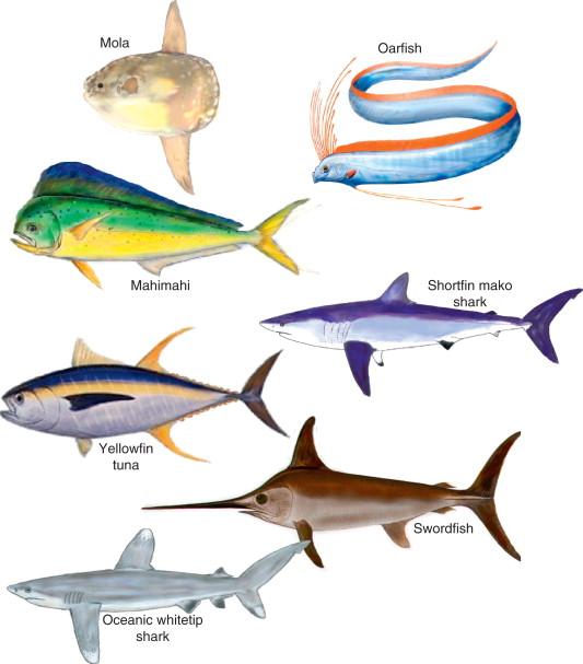 Classification Of Fish Based On Habitat - Agric4Profits
