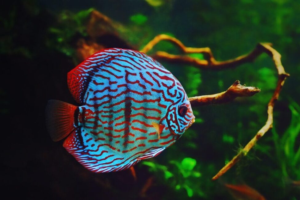 Classification Of Fish Based On Habitat Classification Of Fish Based On Habitat