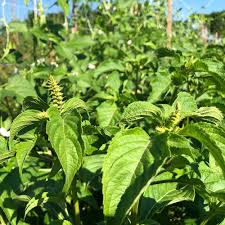 Common Types Of Scent Leaves, Their Uses, and Side Effects Common Types Of Scent Leaves, Their Uses and Side Effects