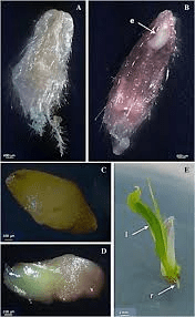 The Oat Embryo: Economic Importance, Uses, and By-Products The Oat Embryo: Economic Importance, Uses, and By-Products