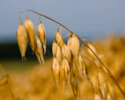 The Oat Stalks: Economic Importance, Uses, and By-Products
