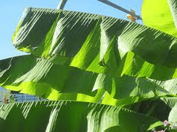 The Plantain Leaves: Economic Importance, Uses, and By-Products The Plantain Leaves: Economic Importance, Uses, and By-Products