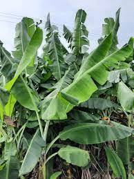 The Plantain Leaves: Economic Importance, Uses, and By-Products The Plantain Leaves: Economic Importance, Uses, and By-Products