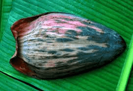 The Plantain Bracts: Economic Importance, Uses, and By-Products The Plantain Bracts: Economic Importance, Uses, and By-Products
