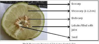 The Orange Mesocarp: Economic Importance, Uses, and By-Products The Orange Mesocarp: Economic Importance, Uses, and By-Products