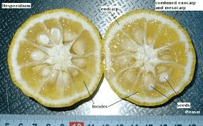 The Orange Mesocarp: Economic Importance, Uses, and By-Products The Orange Mesocarp: Economic Importance, Uses, and By-Products