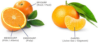 The Orange Mesocarp: Economic Importance, Uses, and By-Products The Orange Mesocarp: Economic Importance, Uses, and By-Products