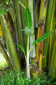 The Banana Stems: Economic Importance, Uses, and By-Products The Banana Stems: Economic Importance, Uses, and By-Products