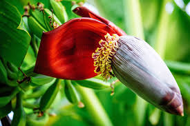 The Banana Flowers: Economic Importance, Uses, and By-Products The Banana Flowers: Economic Importance, Uses, and By-Products