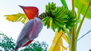 The Banana Flowers: Economic Importance, Uses, and By-Products The Banana Flowers: Economic Importance, Uses, and By-Products
