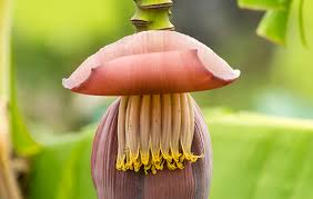 The Banana Flowers: Economic Importance, Uses, and By-Products The Banana Flowers: Economic Importance, Uses, and By-Products