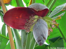 The Banana Inflorescence: Economic Importance, Uses, and By-Products The Banana Inflorescence: Economic Importance, Uses, and By-Products