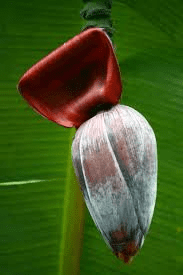 The Banana Inflorescence: Economic Importance, Uses, and By-Products The Banana Inflorescence: Economic Importance, Uses, and By-Products