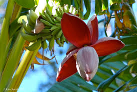 The Banana Inflorescence: Economic Importance, Uses, and By-Products The Banana Inflorescence: Economic Importance, Uses, and By-Products