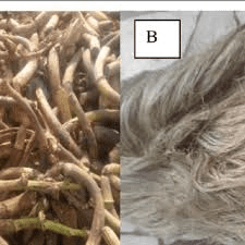 The Banana Peduncle: Economic Importance, Uses, and By-Products
