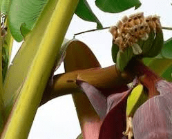 The Banana Peduncle: Economic Importance, Uses, and By-Products The Banana Peduncle: Economic Importance, Uses, and By-Products