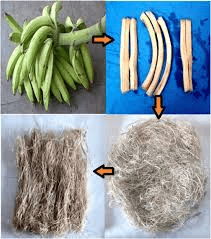 The Banana Peduncle: Economic Importance, Uses, and By-Products The Banana Peduncle: Economic Importance, Uses, and By-Products