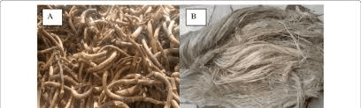 The Banana Peduncle: Economic Importance, Uses, and By-Products The Banana Peduncle: Economic Importance, Uses, and By-Products