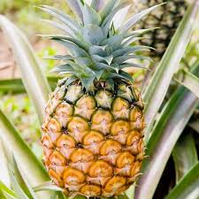 The Pineapple Fruits: Economic Importance, Uses, and By-Products The Pineapple Fruits: Economic Importance, Uses, and By-Products