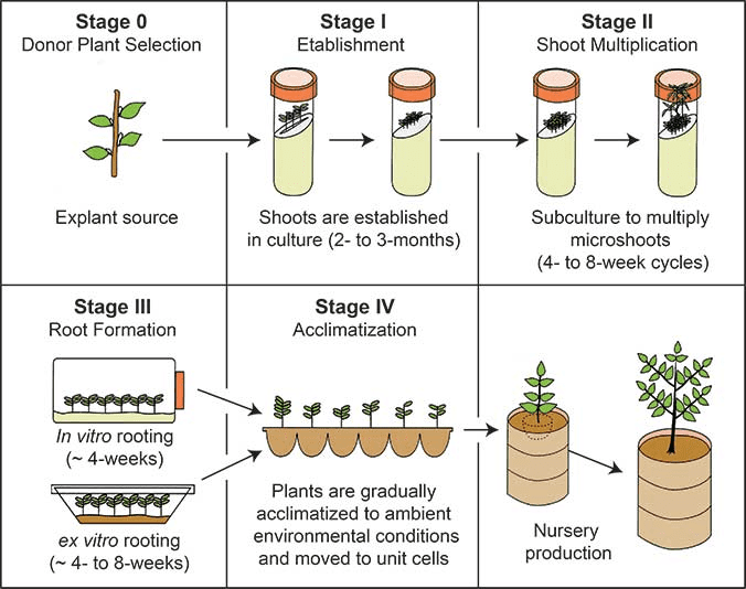 Process and Importance of Micropropagation Process and Importance of Micropropagation