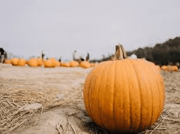 The Pumpkin Fruits: Economic Importance, Uses, and By-Products The Pumpkin Fruits: Economic Importance, Uses, and By-Products