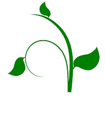 The Pumpkin Stems: Economic Importance, Uses, and By-Products The Pumpkin Stems: Economic Importance, Uses, and By-Products