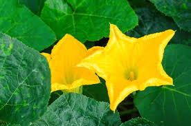 The Pumpkin Flowers: Economic Importance, Uses, and By-Products The Pumpkin Flowers: Economic Importance, Uses, and By-Products