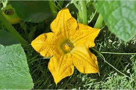 The Pumpkin Flowers: Economic Importance, Uses, and By-Products The Pumpkin Flowers: Economic Importance, Uses, and By-Products