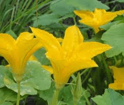The Pumpkin Flowers: Economic Importance, Uses, and By-Products The Pumpkin Flowers: Economic Importance, Uses, and By-Products