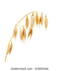The Oat Stalks: Economic Importance, Uses, and By-Products