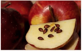 The Apple Seeds: Economic Importance, Uses, and By-Products The Apple Seeds: Economic Importance, Uses, and By-Products