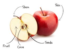 The Apple Stems: Economic Importance, Uses, and By-Products