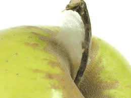 The Apple Stems: Economic Importance, Uses, and By-Products The Apple Stems: Economic Importance, Uses, and By-Products