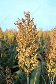 The Guinea Corn Palea: Economic Importance, Uses, and By-Products