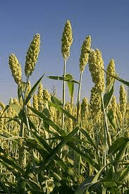 The Guinea Corn Palea: Economic Importance, Uses, and By-Products The Guinea Corn Palea: Economic Importance, Uses, and By-Products